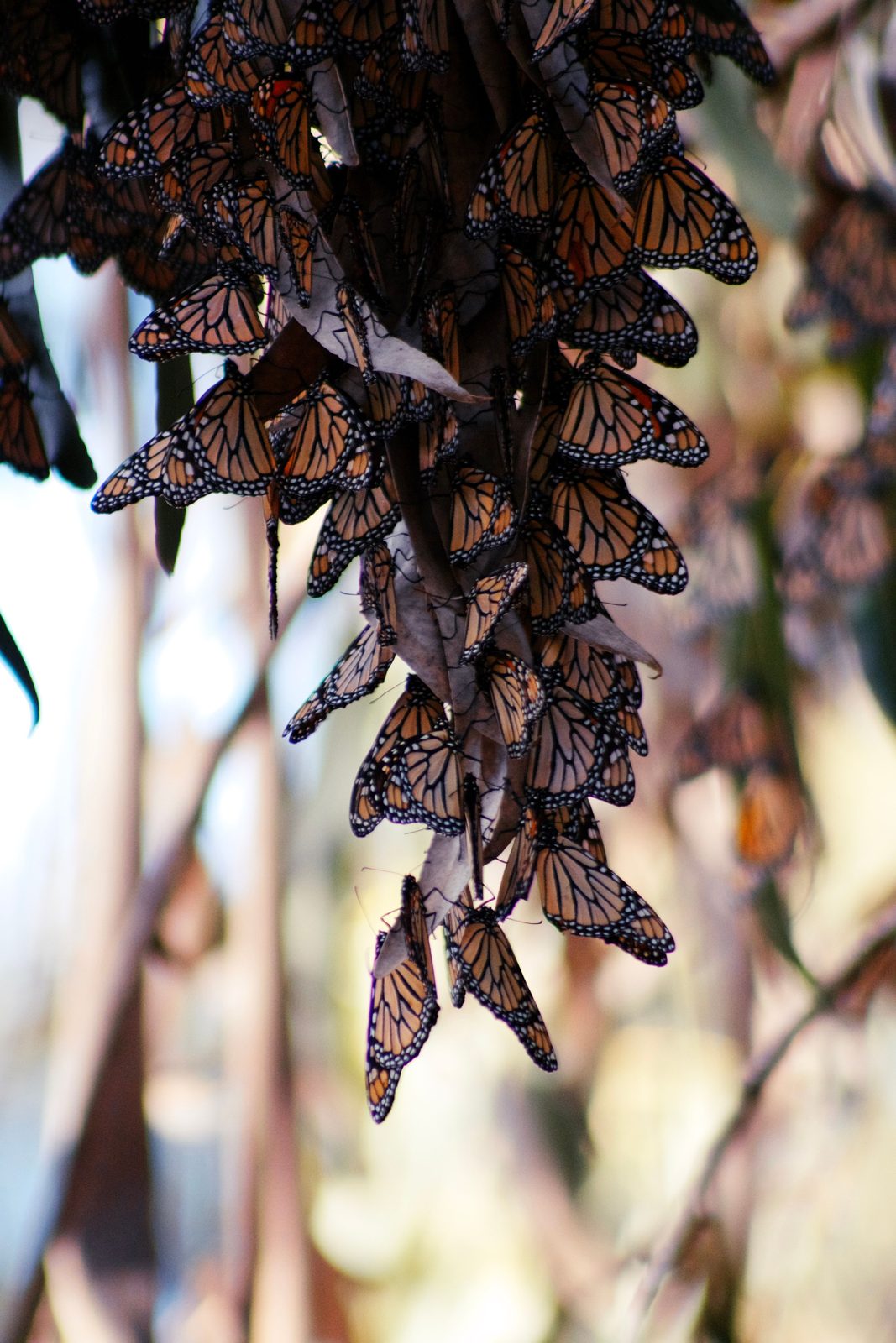 Nature & Biodiversity